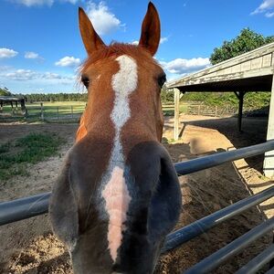 Meet your Posher, 𝘓𝘪𝘭𝘺